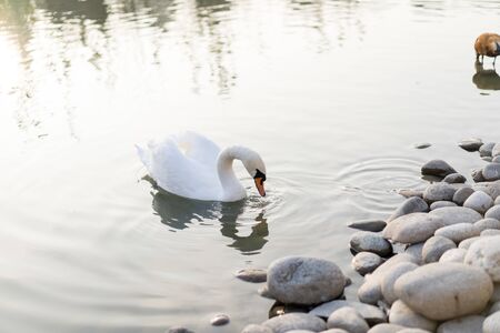 Swan swims in the pond.Swan swims in the pondの写真素材