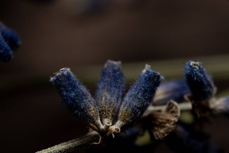 Lavender branches are located on a wooden background.Lavender branches are located on a wooden background.の写真素材