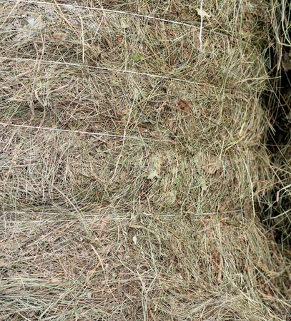 Harvested Bound Hay for Drying.Harvested Bound Hay for Dryingの写真素材