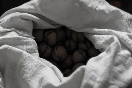 Collected Walnuts in a White Bag.Collected Walnuts in a White Bag
