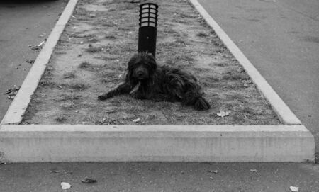 Homeless dog lies on the ground.Homeless dog lies on the groundの写真素材