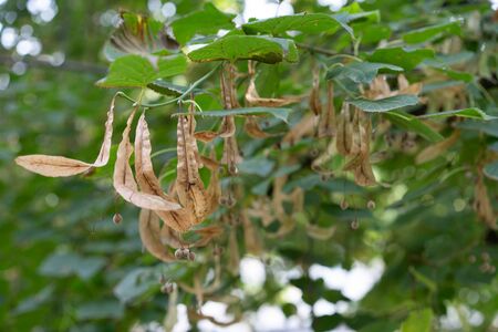 Linden tree in the month of September.Linden tree in the month of Septemberの写真素材