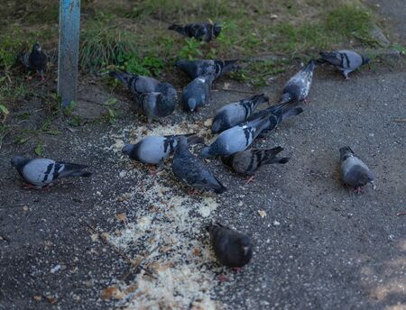 Pigeons eat bread on the street.Pigeons eat bread on the street