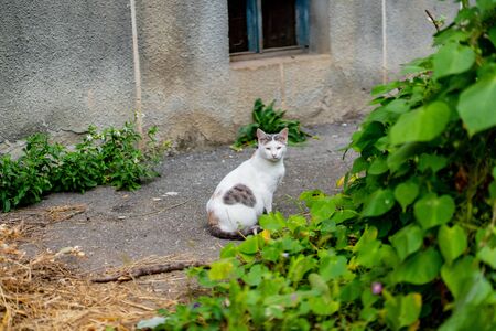 Gray and white cat near the house.Gray and white cat near the houseの写真素材