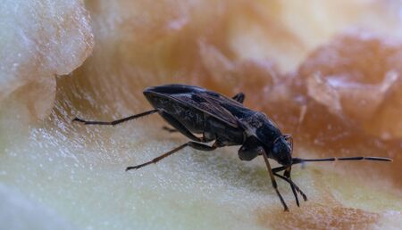 Insect sits on an apple.Insect sits on an apple