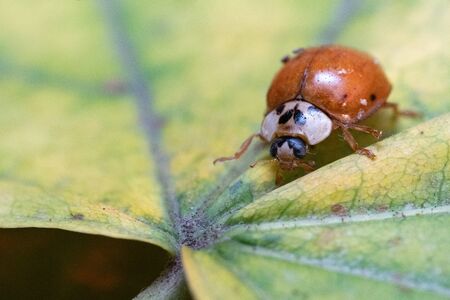 Coccinellidae sits on a leaf of a tree.Coccinellidae sits on a leaf of a tree