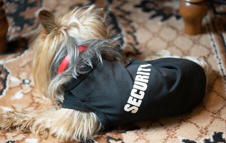 Yorkshire Terrier mini security guards the house.Yorkshire Terrier mini security guards the houseの写真素材
