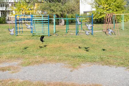 Crow sitting surrounded by pigeons.Crow sitting surrounded by pigeonsの写真素材