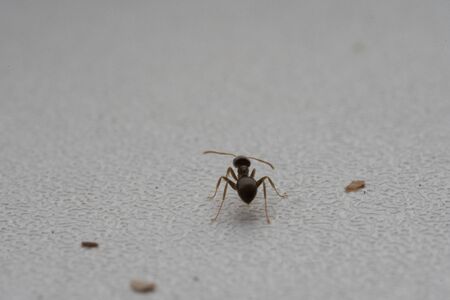 Ant Runs Home. Macro Photography.Ant Runs Home. Macro Photography