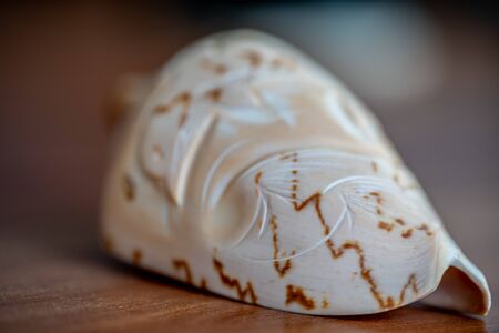 Seashell lies on a wooden background.Seashell lies on a wooden backgroundの写真素材
