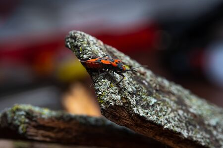Pyrrhocoris apterus sits on a tree bark.Pyrrhocoris apterus sits on a tree barkの写真素材