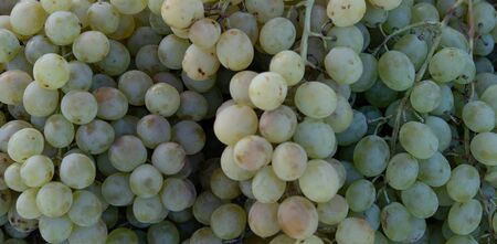 Grapes as background and texture.Grapes as background and textureの写真素材