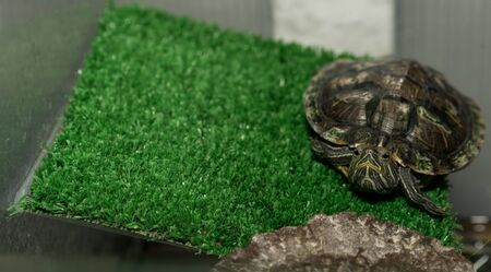 Turtle sitting on artificial grass.Turtle sitting on artificial grassの写真素材