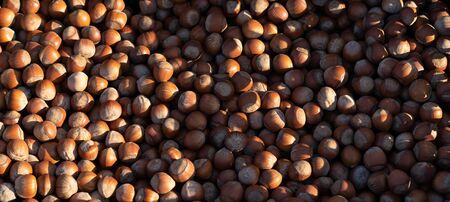 Hazelnuts as background and texture.Hazelnuts as background and textureの写真素材