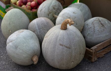 Pumpkin at the fair for sale.Pumpkin at the fair for saleの写真素材