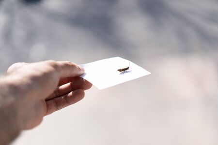 Hand holds a sheet of paper.Hand holds a sheet of paperの写真素材
