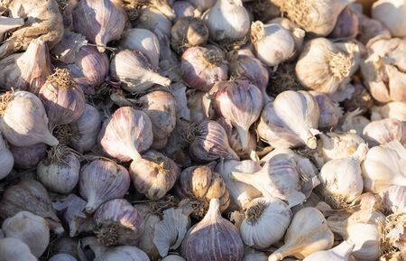 Garlic as background and texture.Garlic as background and texture.の写真素材