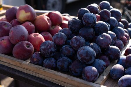 Plum on counter for sale.Plum on counter for sale.の写真素材