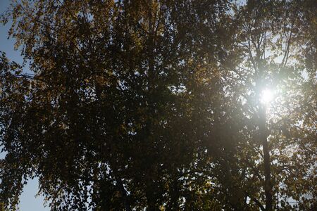Autumn sun shines through the leaves of a tree.Autumn sun shines through the leaves of a treeの写真素材