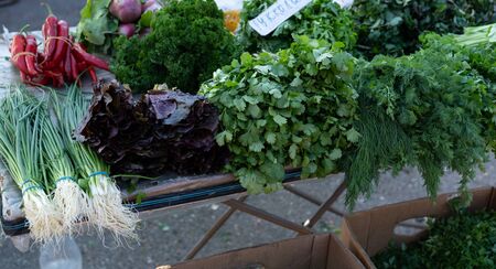 Dill parsley on the counter for sale.Dill parsley on the counter for sale.の写真素材
