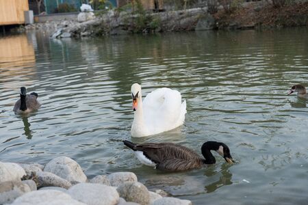 White swan swims in a pond.White swan swims in a pondの写真素材