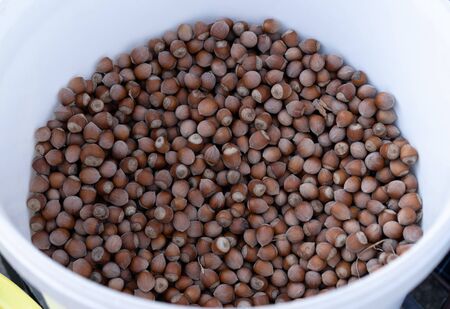 Hazelnuts in a bucket for sale.Hazelnuts in a bucket for saleの写真素材