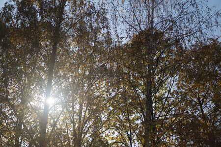 Autumn sun shines through the leaves of a tree.Autumn sun shines through the leaves of a treeの写真素材