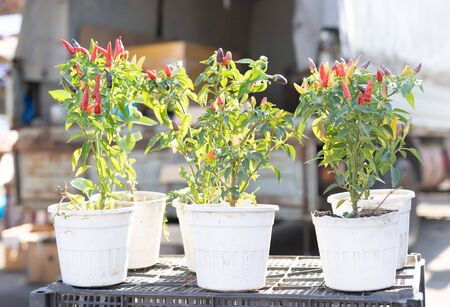 Hot peppers in a pot on a counter for sale.Hot peppers in a pot on a counter for saleの写真素材
