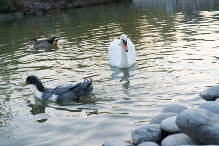 White swan swims in a pond.White swan swims in a pondの写真素材