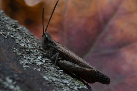 Grasshopper sitting on a bark, macro photo.Grasshopper sitting on a bark, macro photoの写真素材