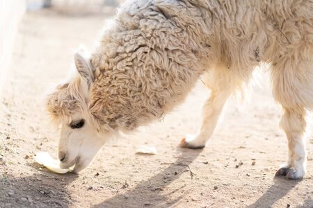Lama eats cabbage from the ground.Lama eats cabbage from the groundの写真素材