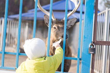 A child feeds a deer in a zoo.A child feeds a deer in a zooの写真素材