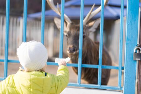 A child feeds a deer in a zoo.A child feeds a deer in a zooの写真素材