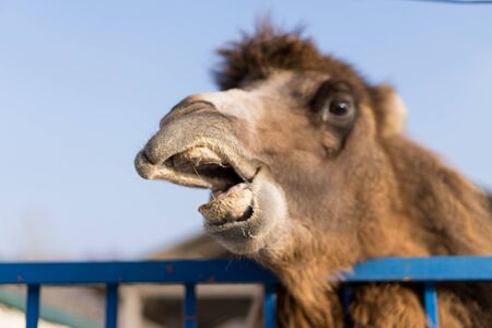 Camel peeps out of its cage.Camel peeps out of its cageの写真素材
