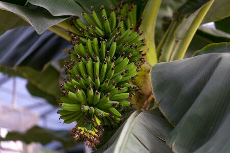 Bananas grow on a palm tree.Bananas grow on a palm treeの写真素材