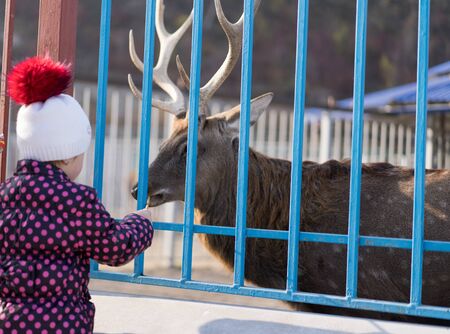 A child feeds a deer in a zoo.A child feeds a deer in a zooの写真素材