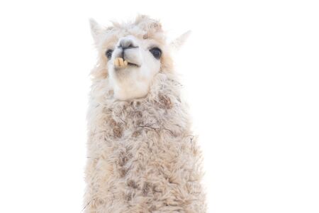 Lama looks down on us.Lama looks down on usの写真素材