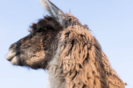 Lama looks sideways against the sky.Lama looks sideways against the skyの写真素材