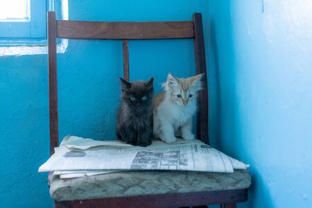 Two kittens light and black.Two kittens light and blackの写真素材