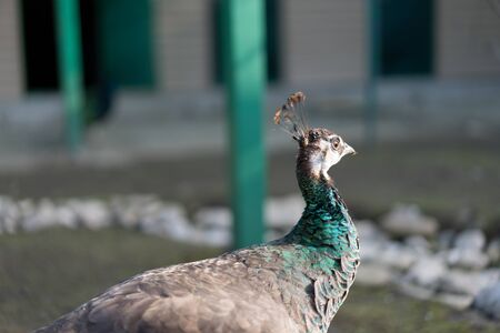 Multi-colored peacock looks away.Multi-colored peacock looks awayの写真素材