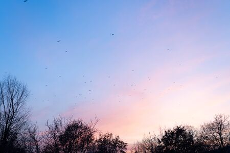 Purple sky at sunset and a flock of birds.Purple sky at sunset and a flock of birds