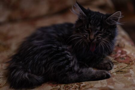 The kitten lies on a sofa.The kitten lies on a sofaの写真素材