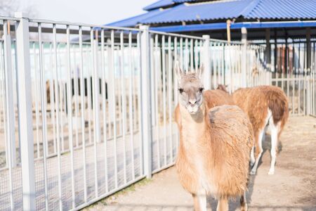 Llamas walk in their aviary.Llamas walk in their aviaryの写真素材