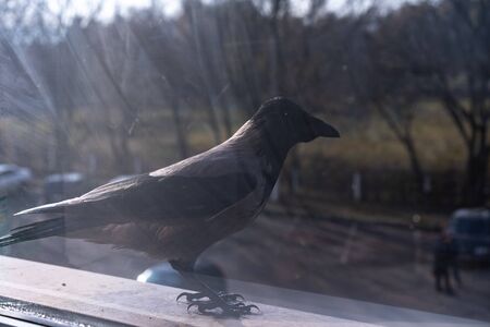 The crow outside the window looks away.The crow outside the window looks awayの写真素材