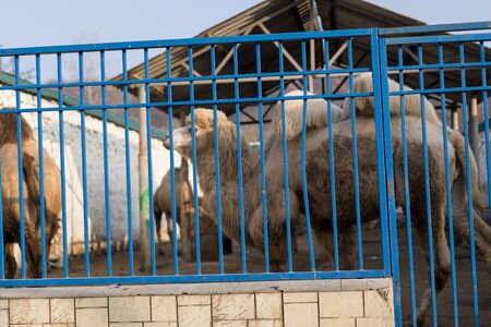 Camels are in their cages at the zoo.Camels are in their cages at the zoo.の写真素材
