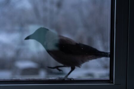 Crow eating outside the window in winterÑCrow eating outside the window in winterの写真素材