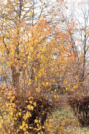 Felled tree grows again, autumn photo.Felled tree grows again, autumn photoの写真素材