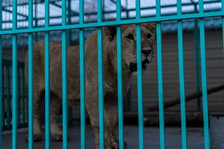 Lion in a cage at the zoo.Lion in a cage at the zooの写真素材