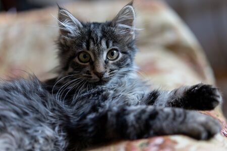 The kitten lies on a sofa.The kitten lies on a sofaの写真素材