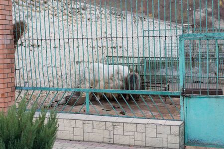 Yak in a cage at the zoo.Yak in a cage at the zooの写真素材